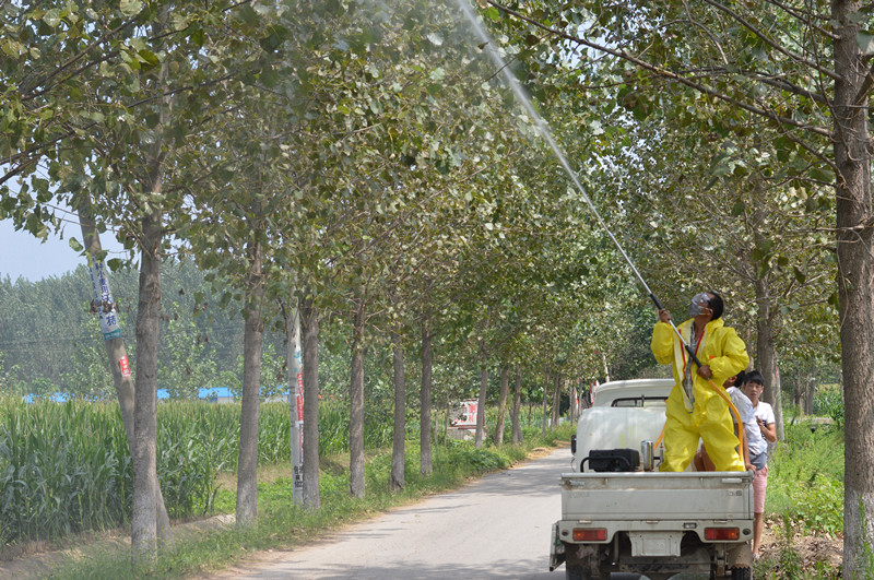 鹿邑专业队防治杨树食叶害虫